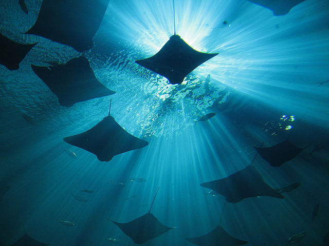 Cownose rays resembling the Cownose pattern © Doc Lucio